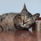 Adopta a Gala