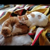 Adopta a Dulce Y Francisco