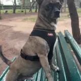 Adopta a Milo