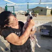Adopta a Pepo Perrito Sociable Tlf 645978718