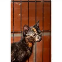 Adopta a Chocolate