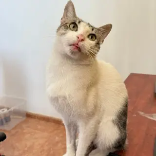 Muffi Dan