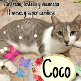 Adopta a Coquillo