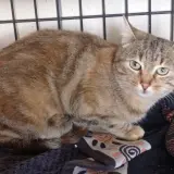 Adopta a Lily