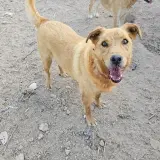Adopta a Brad