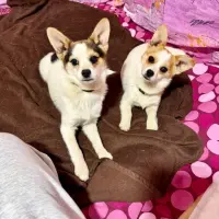 Adopta a Kettu Y Kitsune