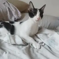 Adopta a Rio