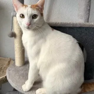 Simba