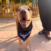 Adopta a Freddie