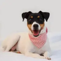 Adopta a Dulce