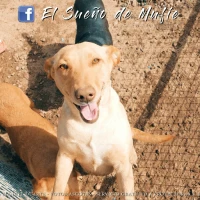 Adopta a Laila