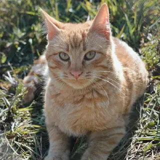 Manolito
