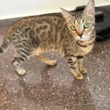 Adopta a Rosalía
