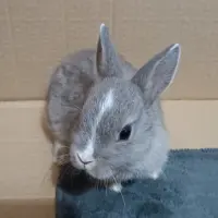 Adopta a Tambor
