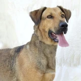 Adopta a Ellie