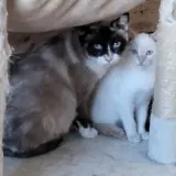 Adopta a Ana Y Su Bebé