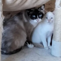 Adopta a Ana Y Su Bebé