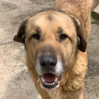 Adopta a Martin ❤️