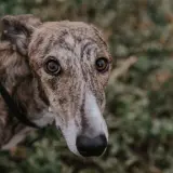 Adopta a Matías