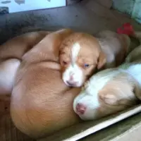 Adopta a Cachorros