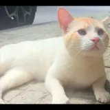 Adopta a Luck
