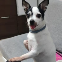 Adopta a Rocky
