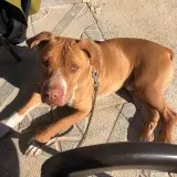 Adopta a Cobá