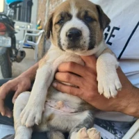 Adopta a Ninguno