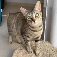 Adopta a Amelie
