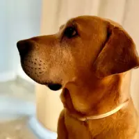 Adopta a Bran