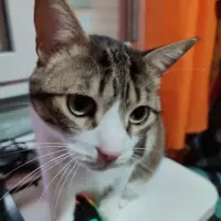 Adopta a Opie