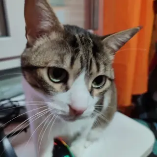 Opie