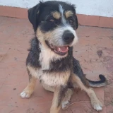 Adopta a Vito