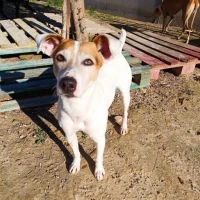 Adopta a Fli Fli