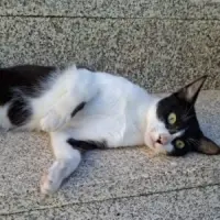Adopta a Balcón