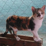 Adopta a Selene