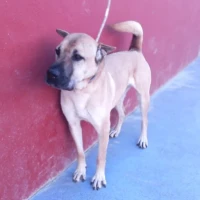 Adopta a Orion