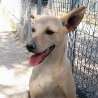Adopta a Koda