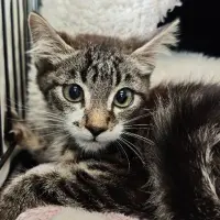 Adopta a Block