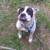 Adopta a Caperucita