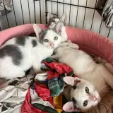 Adopta a Gino Timmy Alex