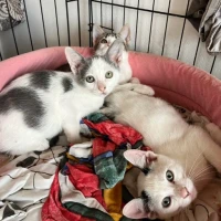 Adopta a Gino Timmy Alex