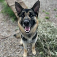 Adopta a Wasabi