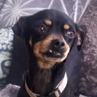 Adopta a Mandarina