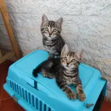 Adopta a Leo Y Leía