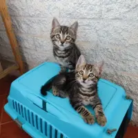Adopta a Leo Y Leía