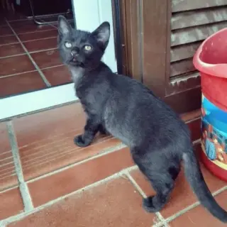 Chía