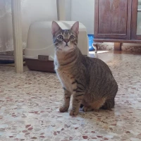 Adopta a Do "Camada Festival"