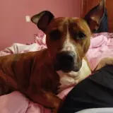 Adopta a Narco