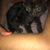 Adopta a Puca